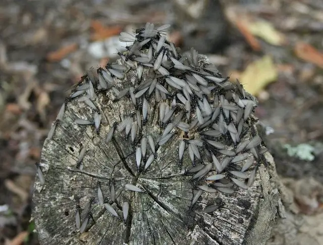 winged termite control in asheville nc