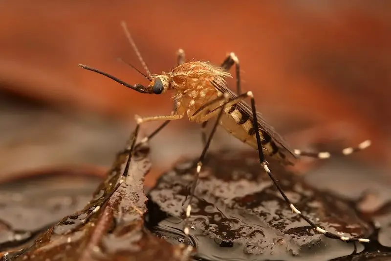woodland mosquito control