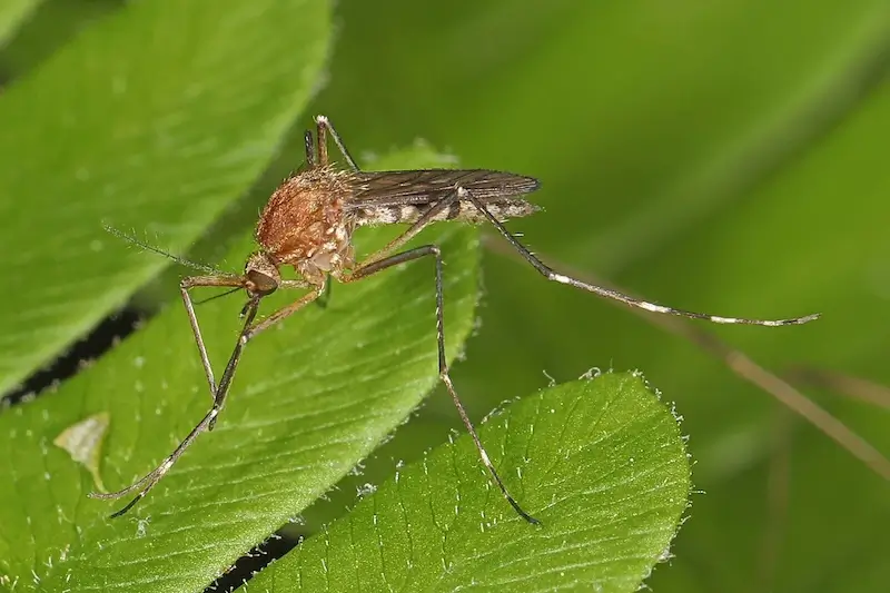 identification and control of woodland mosquitoes