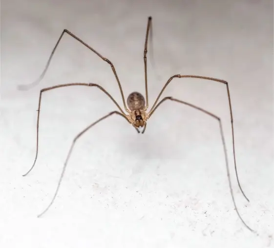 A brown spider with long legs accompanies the question "are cellar spiders dangerous?"