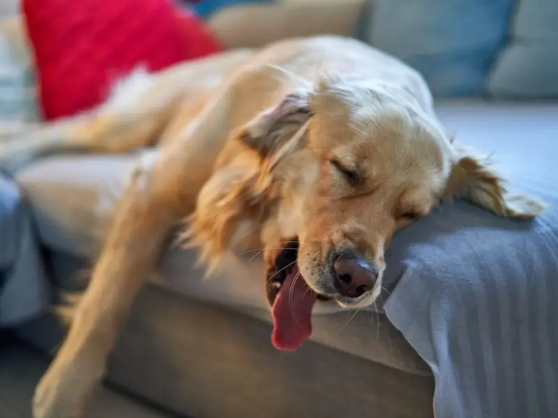 A golden retriever with its tongue out to show the severity of black widow spider bite on dog.  