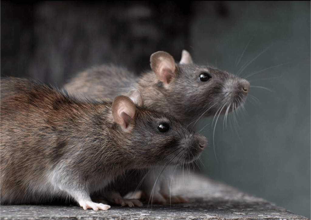 two roof rats with slightly larger eyes and small ears.
