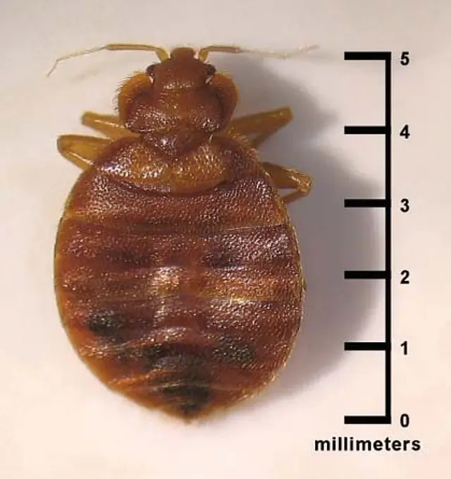 bed bug exterminator