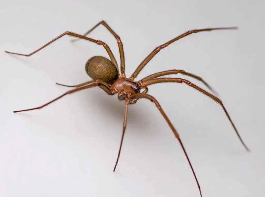 brown recluse spiders identification 