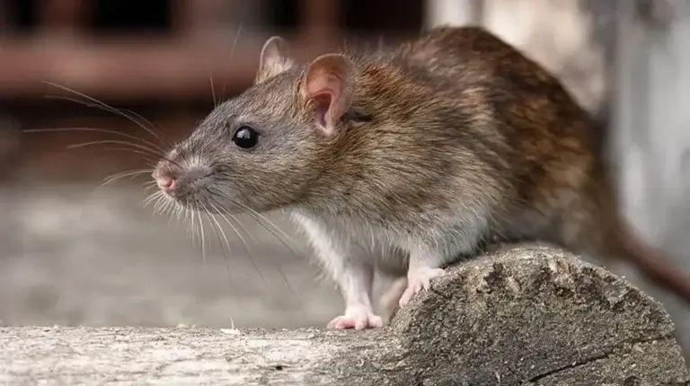 north carolina norway rat control