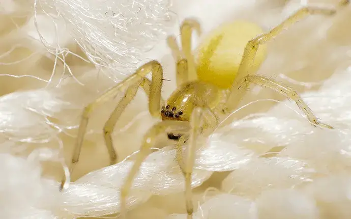 yellow sac spiders