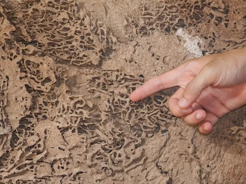 Hand pointing to a termite nest.