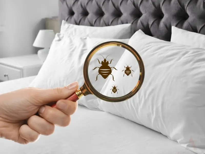 Woman holding magnifying glass inspecting bed bugs. Blowing Rock bed bug control service.