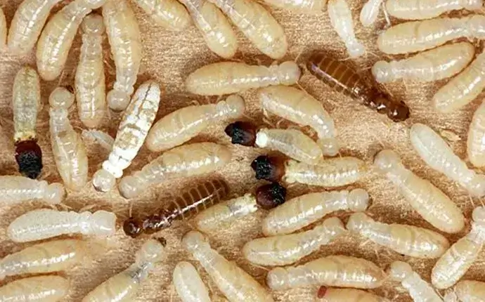 mooresville drywood termite control