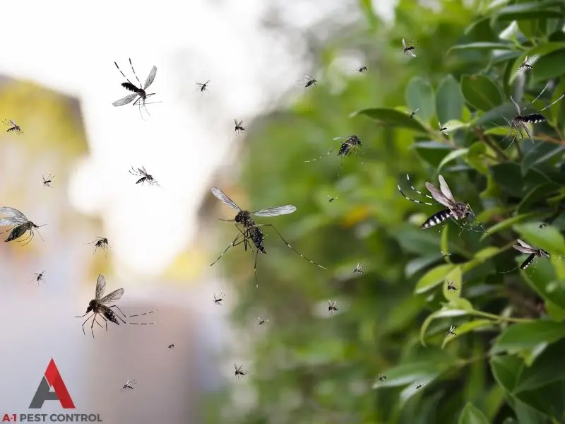 Mosquitos swarming. Pest Control Mooresville NC can reduce mosquito populations.