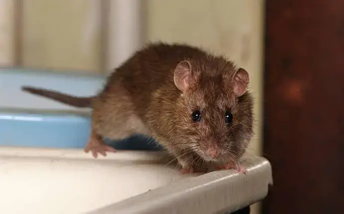 prevention and control for rodents in mooresville, nc