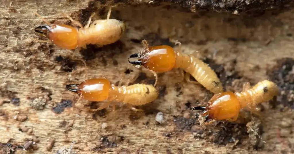 termites. termite pest control service.