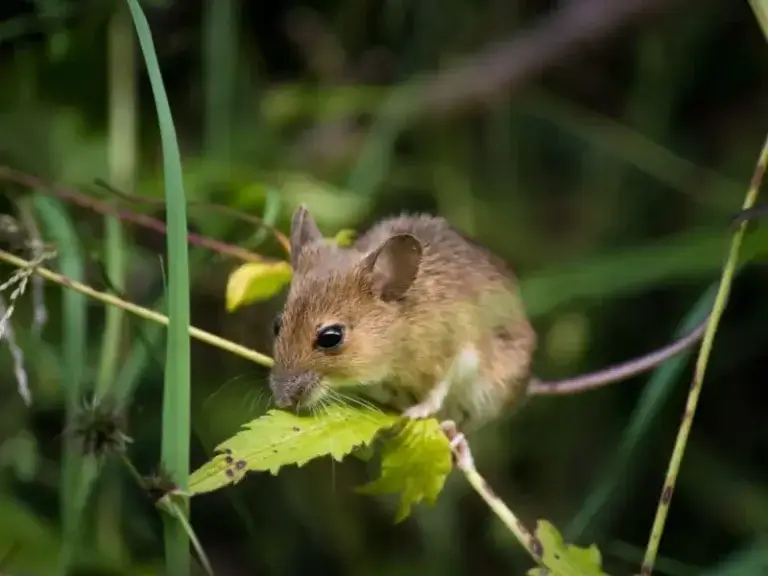 field mice control in hendersonville