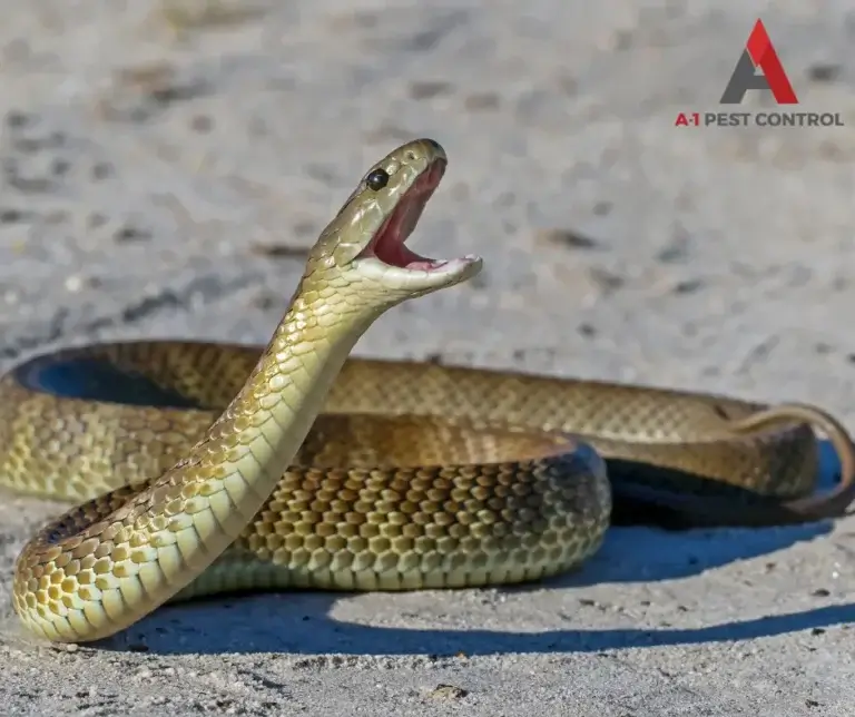 hendersonville nc wildlife removal