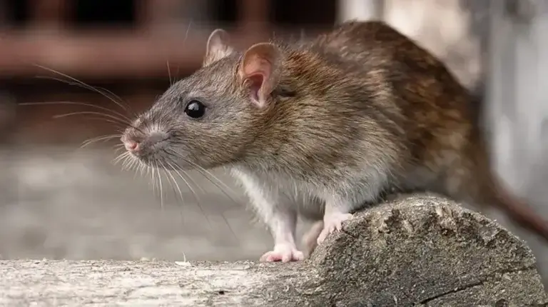 hendersonville norway rat control