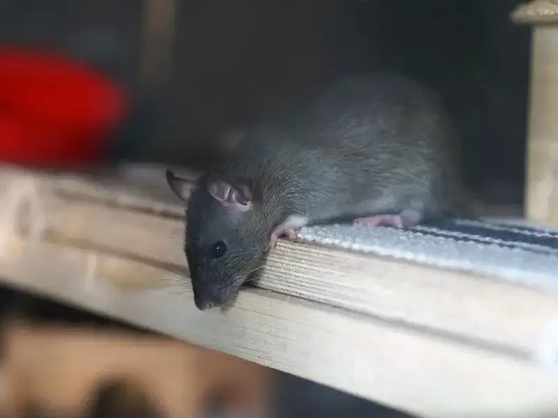 hendersonville rodent control