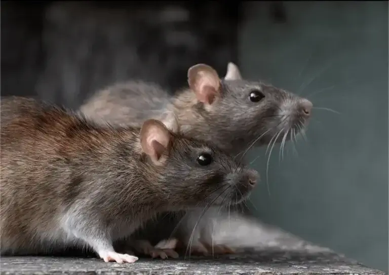 roof rats in hendersonville, nc