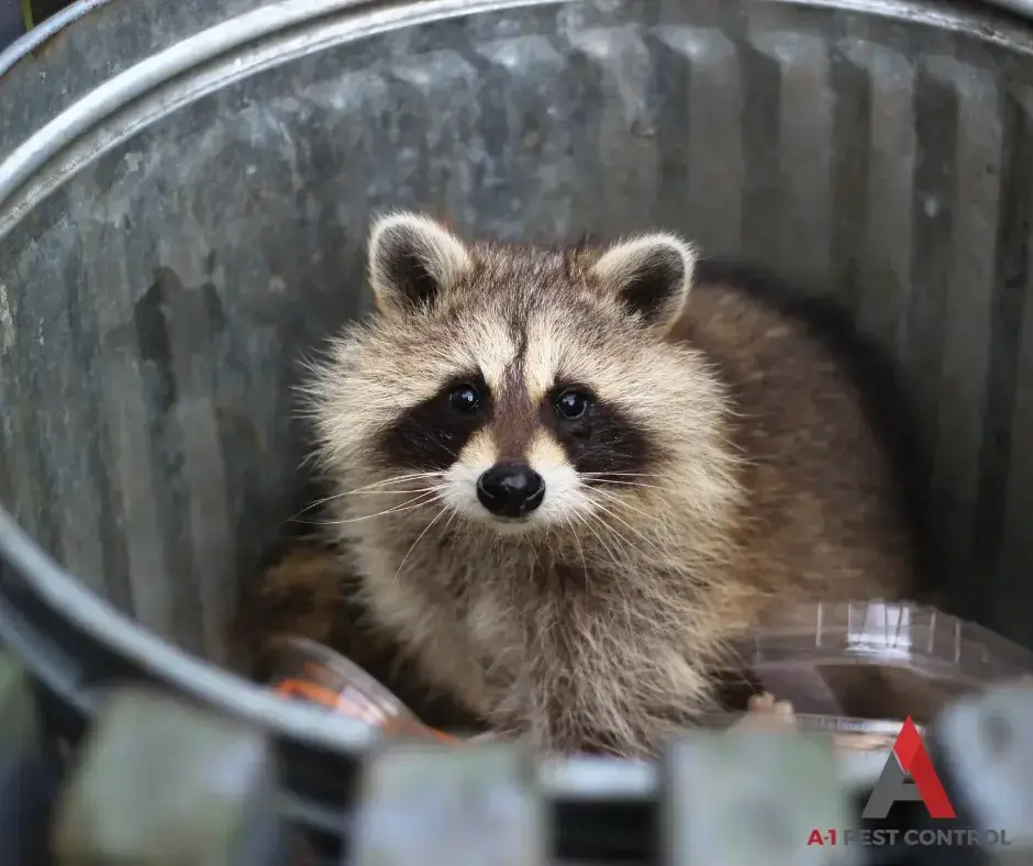 boone wildlife control