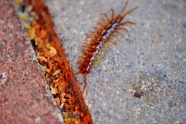 what attracts centipedes