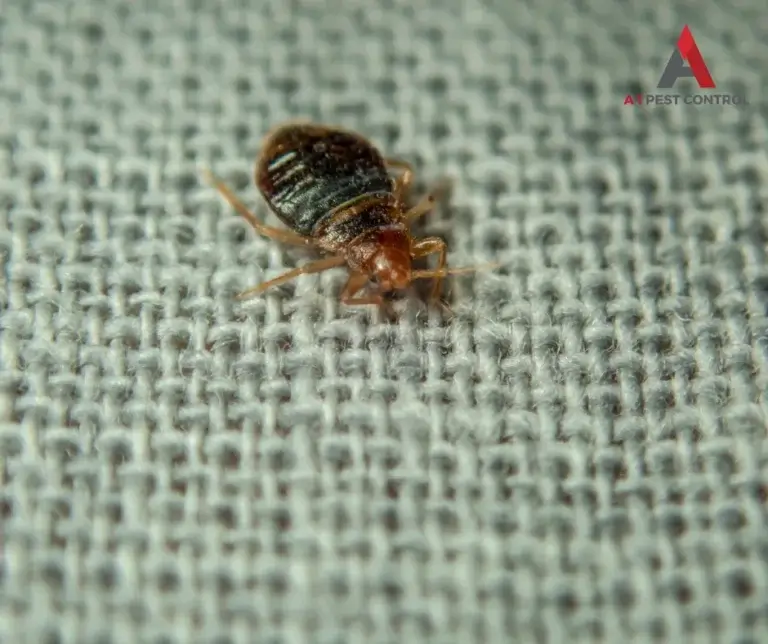 asheville commercial bed bug control
