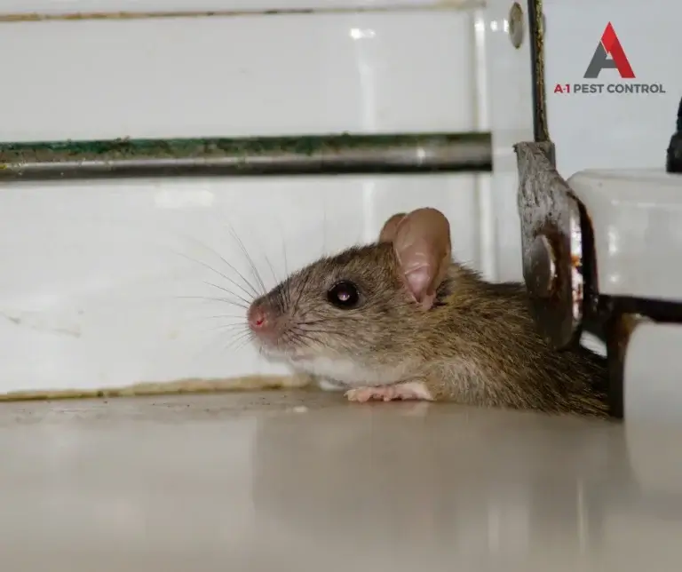 asheville commercial rodent control