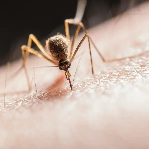 Mosquito on skin, emphasizing the need for commercial pest control for mosquitos.