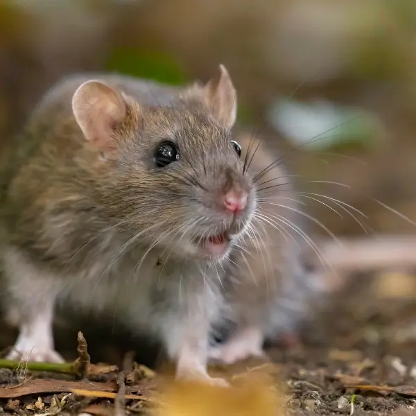 A rat lurking, highlighting the need for commercial pest control for rats.