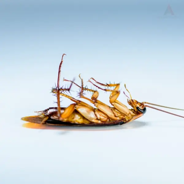A roach on its back, highlighting the need for commercial roach pest control.