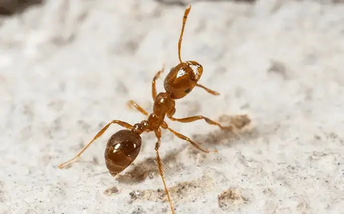 how to get rid of fire ants