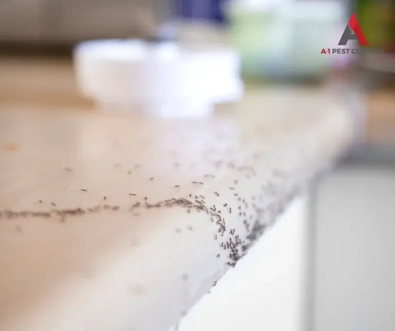 mooresville commercial ant control