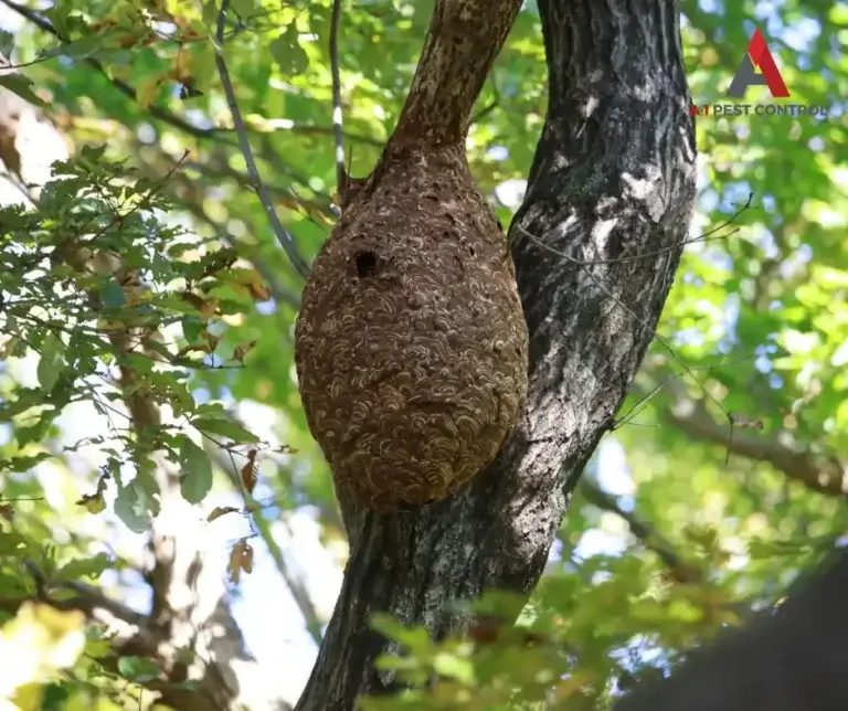 mooresville commercial stinging insect control