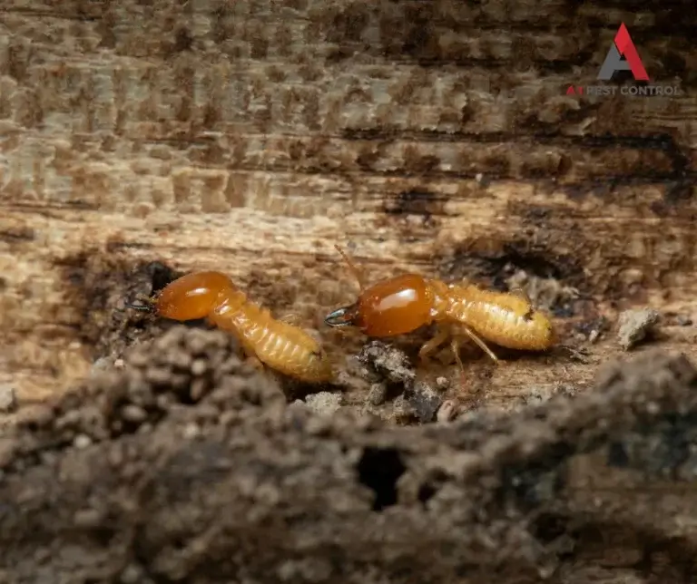 mooresville commercial termite control