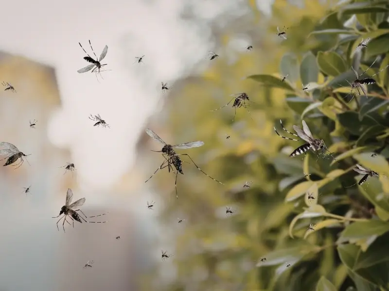 mosquitos swarming, highlighting the need for mosquito treatment, mosquito spraying service, backyard mosquito control, seasonal mosquito control, mosquito prevention service, mosquito extermination