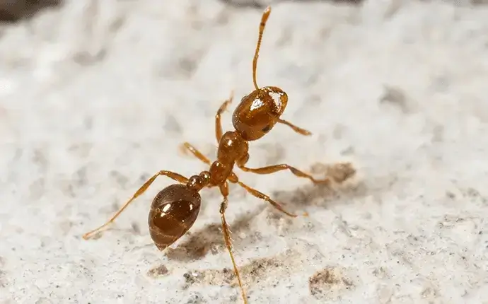 fire ant control for asheville homes