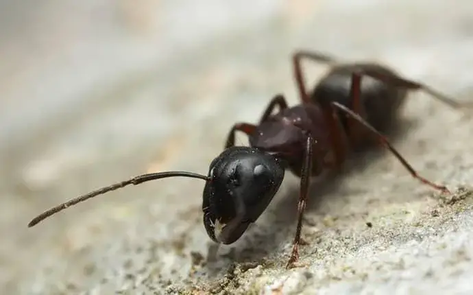 carpenter ant in lenoir, nc