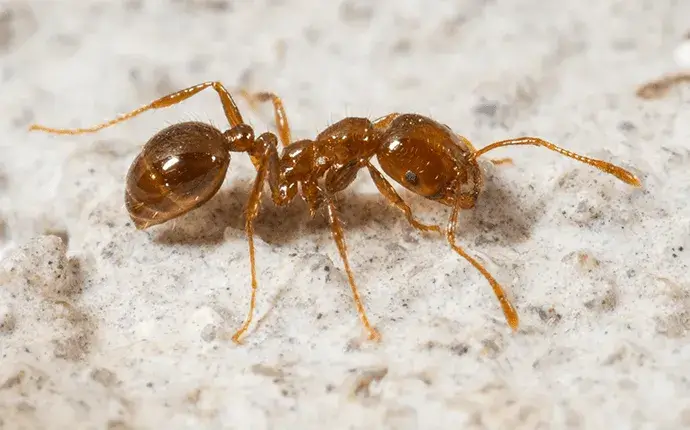 lenoir nc fire ants