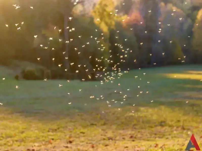 mosquito control in blowing rock