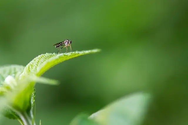 mosquito extermination in asheville, nc