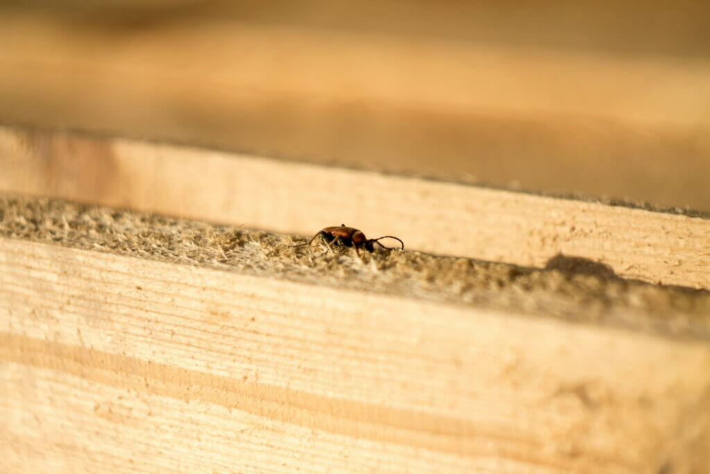 Signs of termite damage in NC
