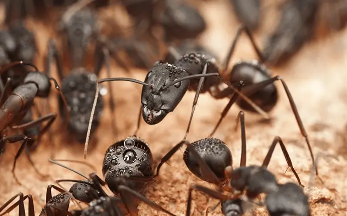 ant control in hickory, nc