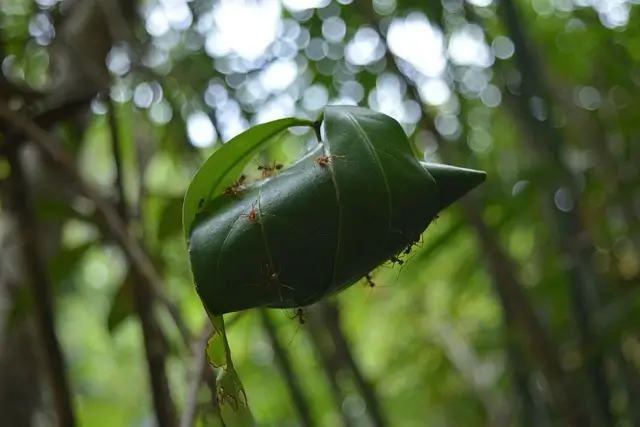 control ants in west jefferson