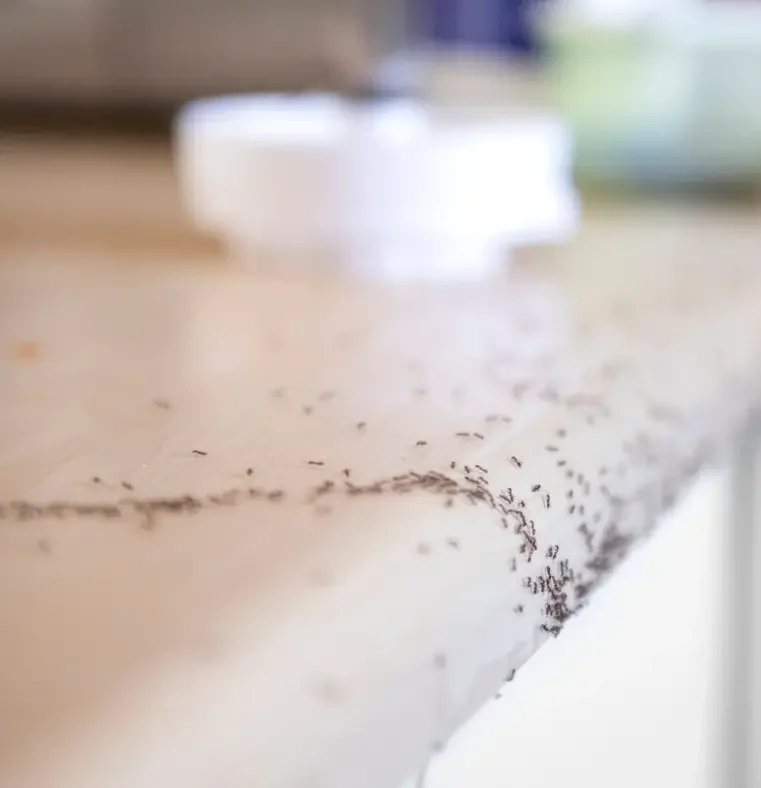 west jefferson ant infestation signs