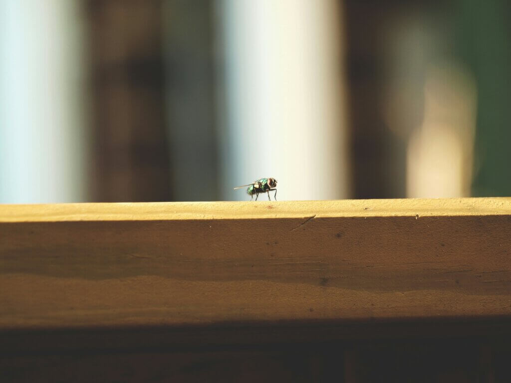 Benefits of pest control in NC