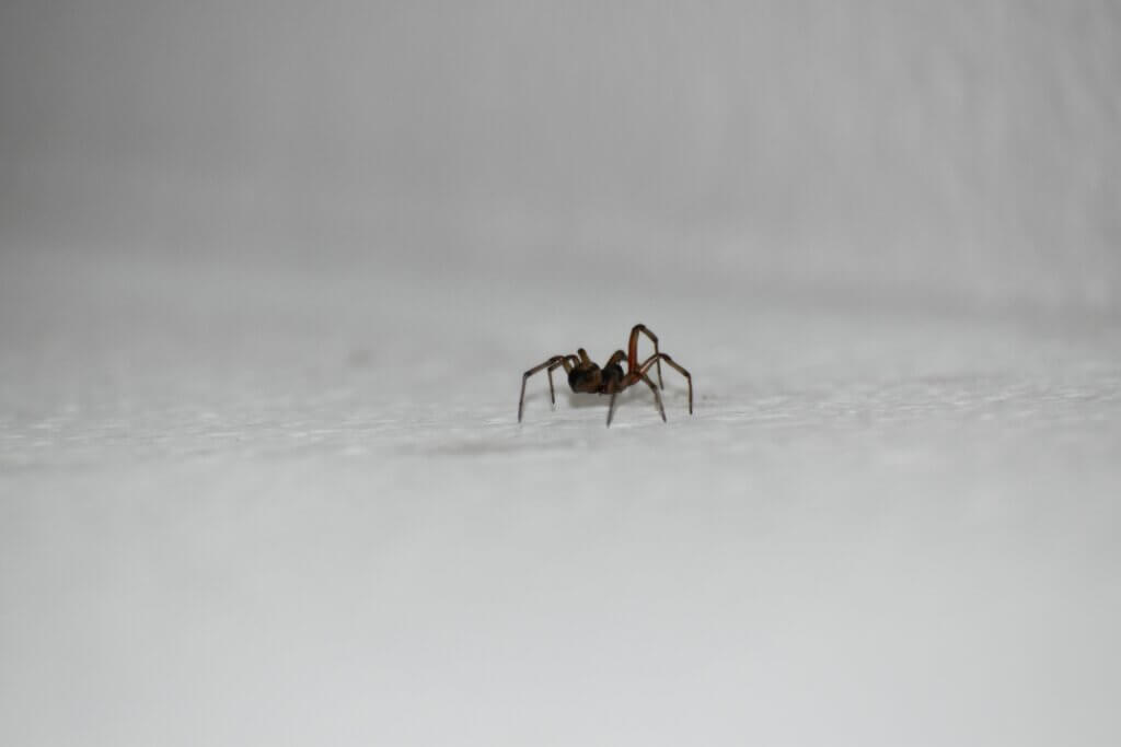 Spider control in NC benefits