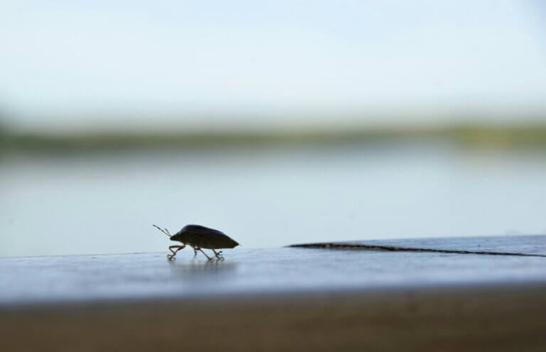 Pest control in NC