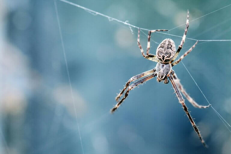Spider control in NC