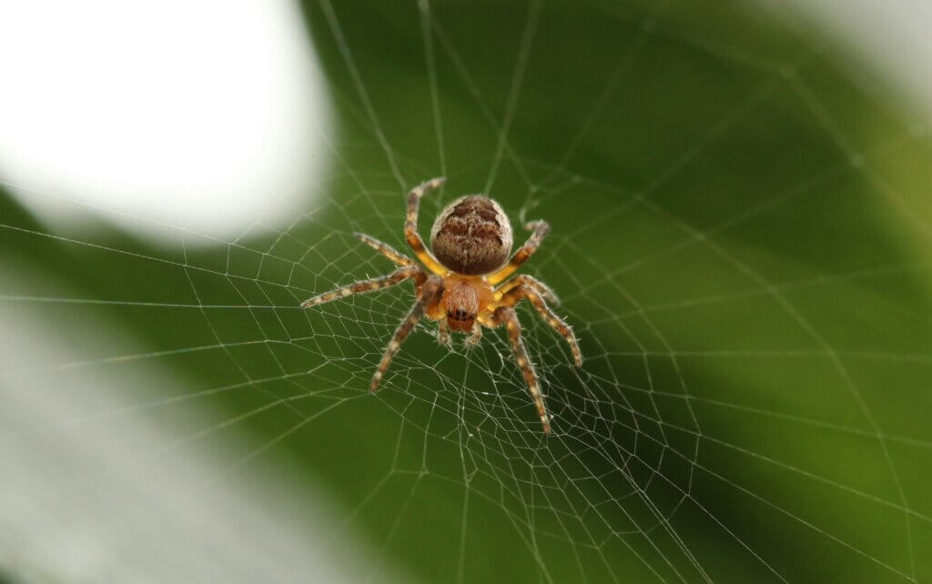 Spider control in NC tips and tricks