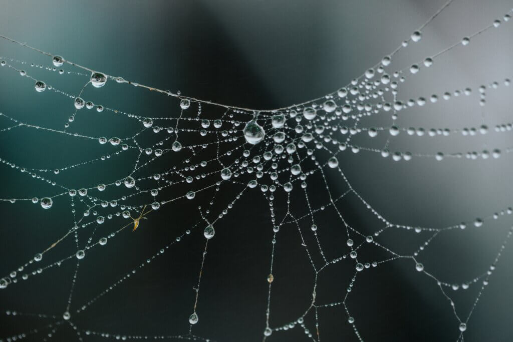 Provider of spider control in NC services