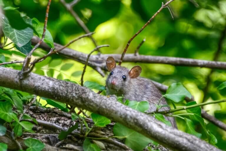 Pest control in Asheville, NC