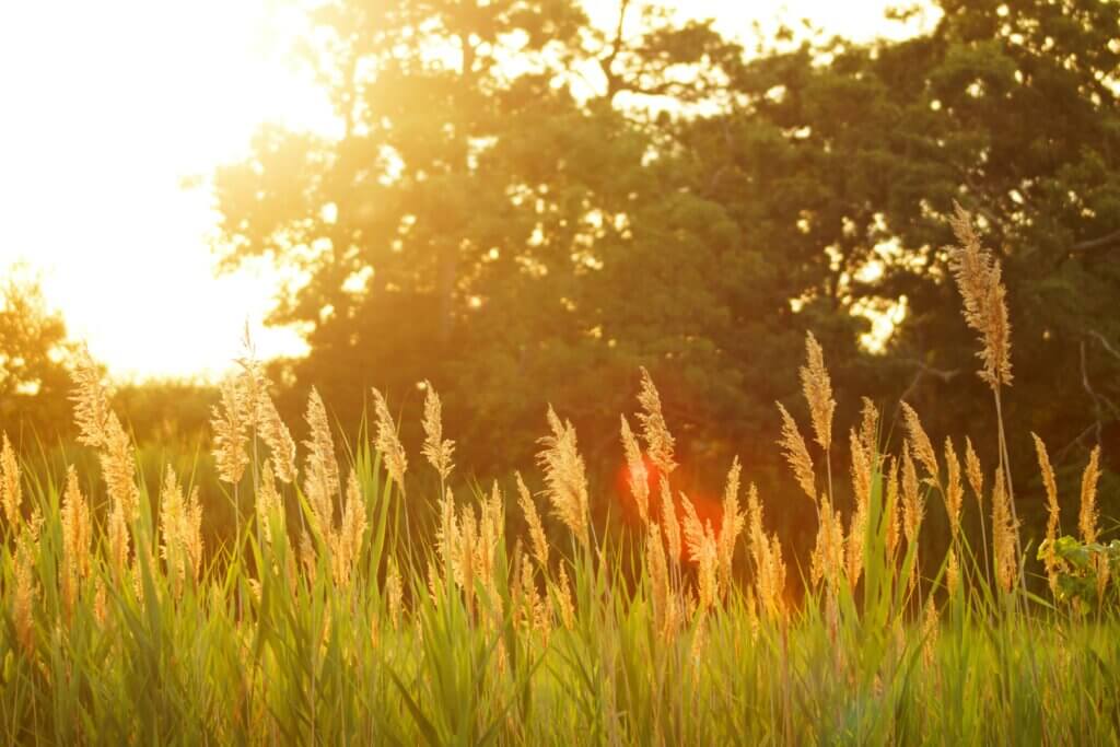 Benefits of summer pest control in NC